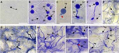 High-Throughput Sequencing-Based Identification of Arabidopsis miRNAs Induced by Phytophthora capsici Infection